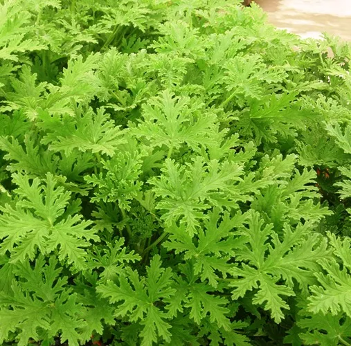 Citronella oil - Certified Organic 5